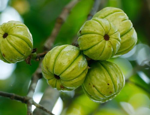 Ez a titokzatos gyümölcs segíthet a fogyásban: Hallottál már a Garcinia Cambogia-ról?